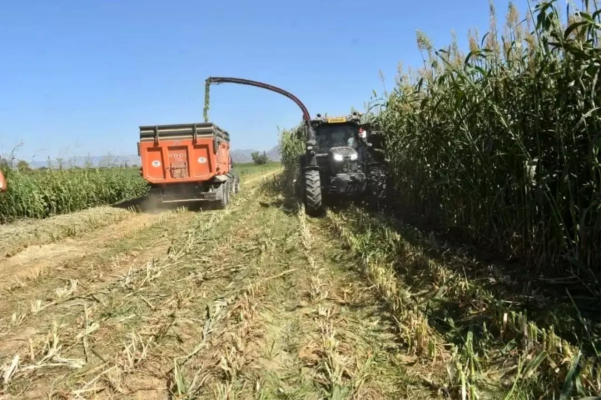 Aydın\'da Mera Islahı ile Kaba Yem Üretimi Artıyor