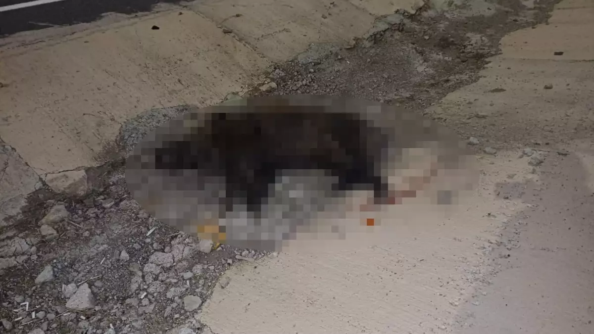 Konya\'da Domuza Çarparak Kaza Yapan Sürücü Hayatını Kaybetti