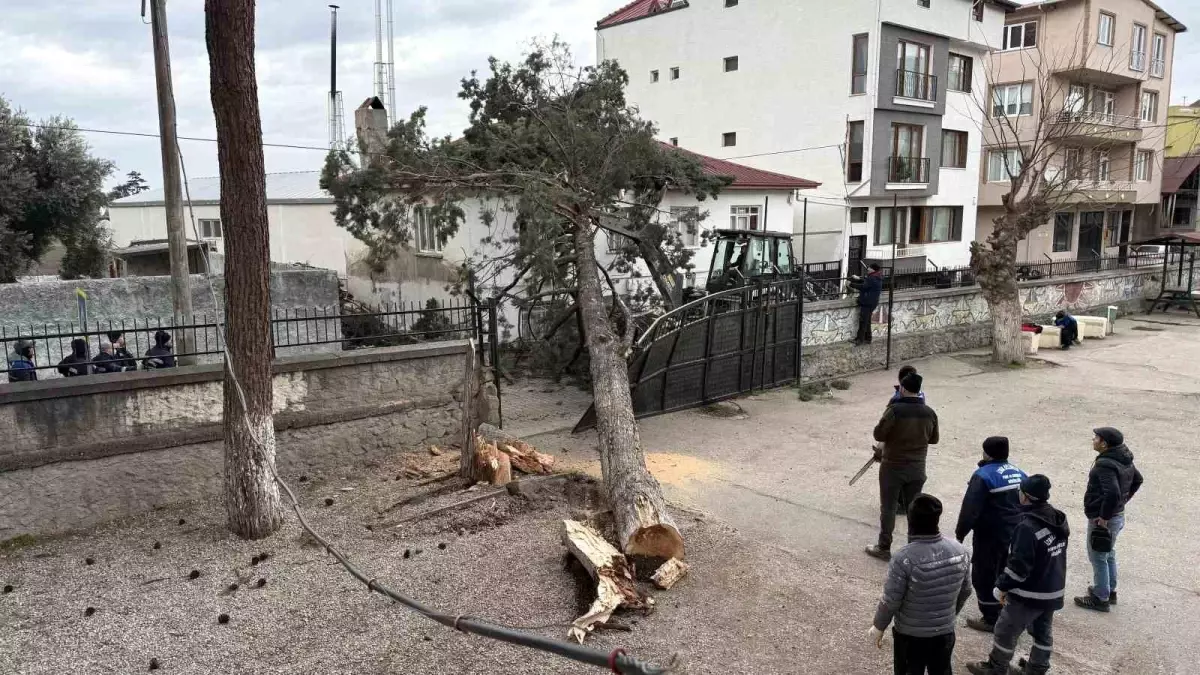 Şiddetli Lodos Ağaç Devrildi, Facia Önledi