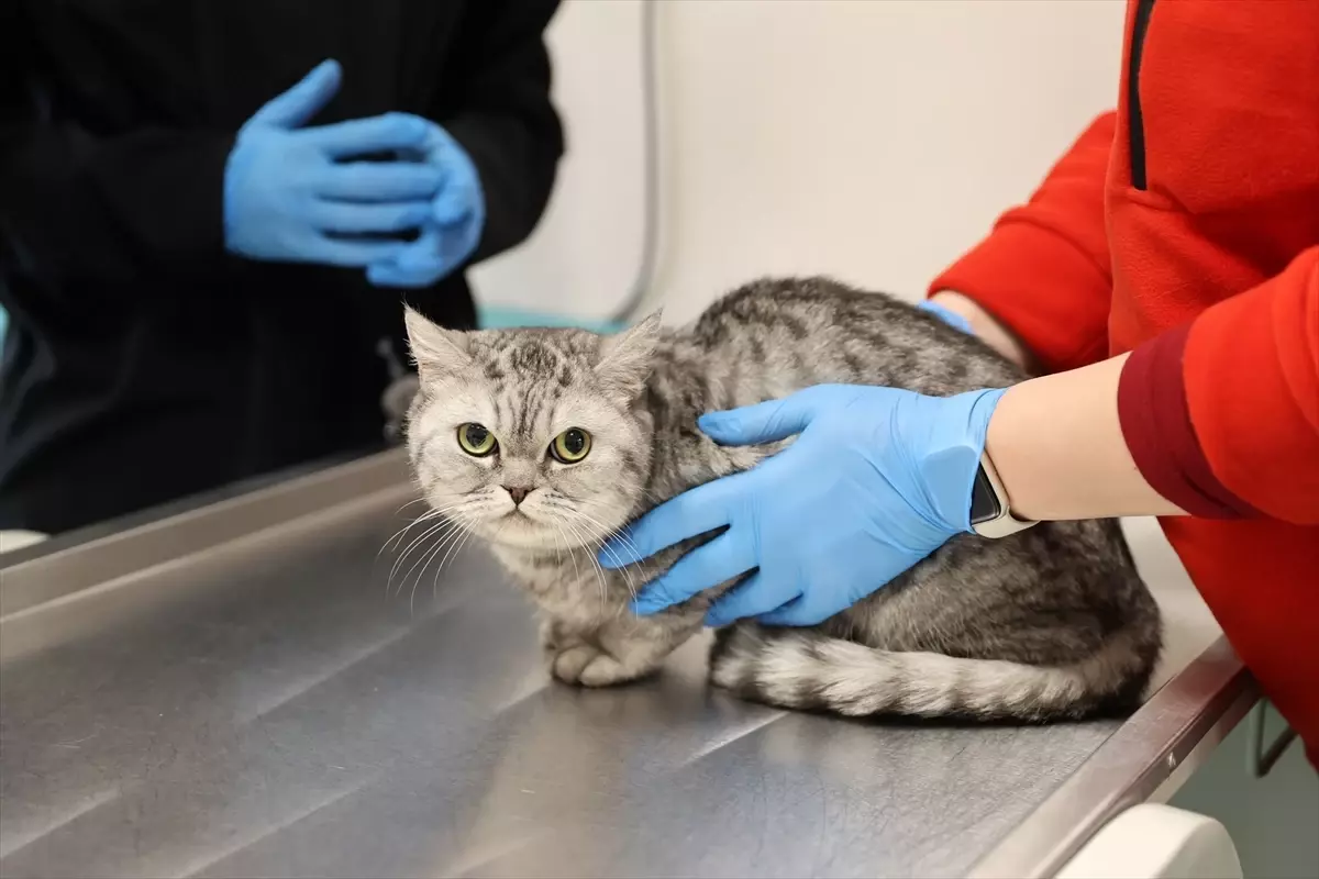 Selçuk Üniversitesi\'nde 21 Bin Hayvana Veteriner Hizmeti