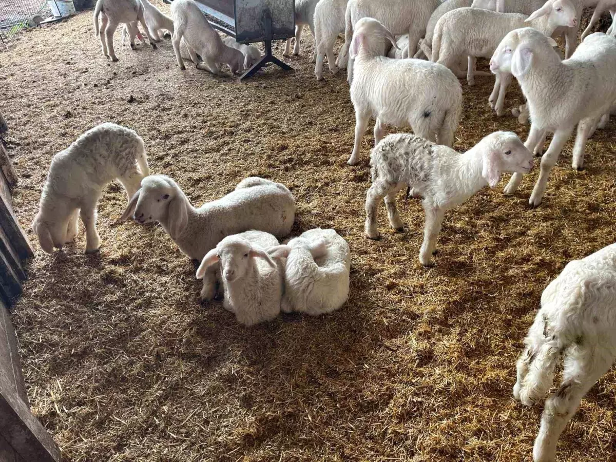 Buldan\'da Koyunlar Doğurdu, Üreticiler Sevindi