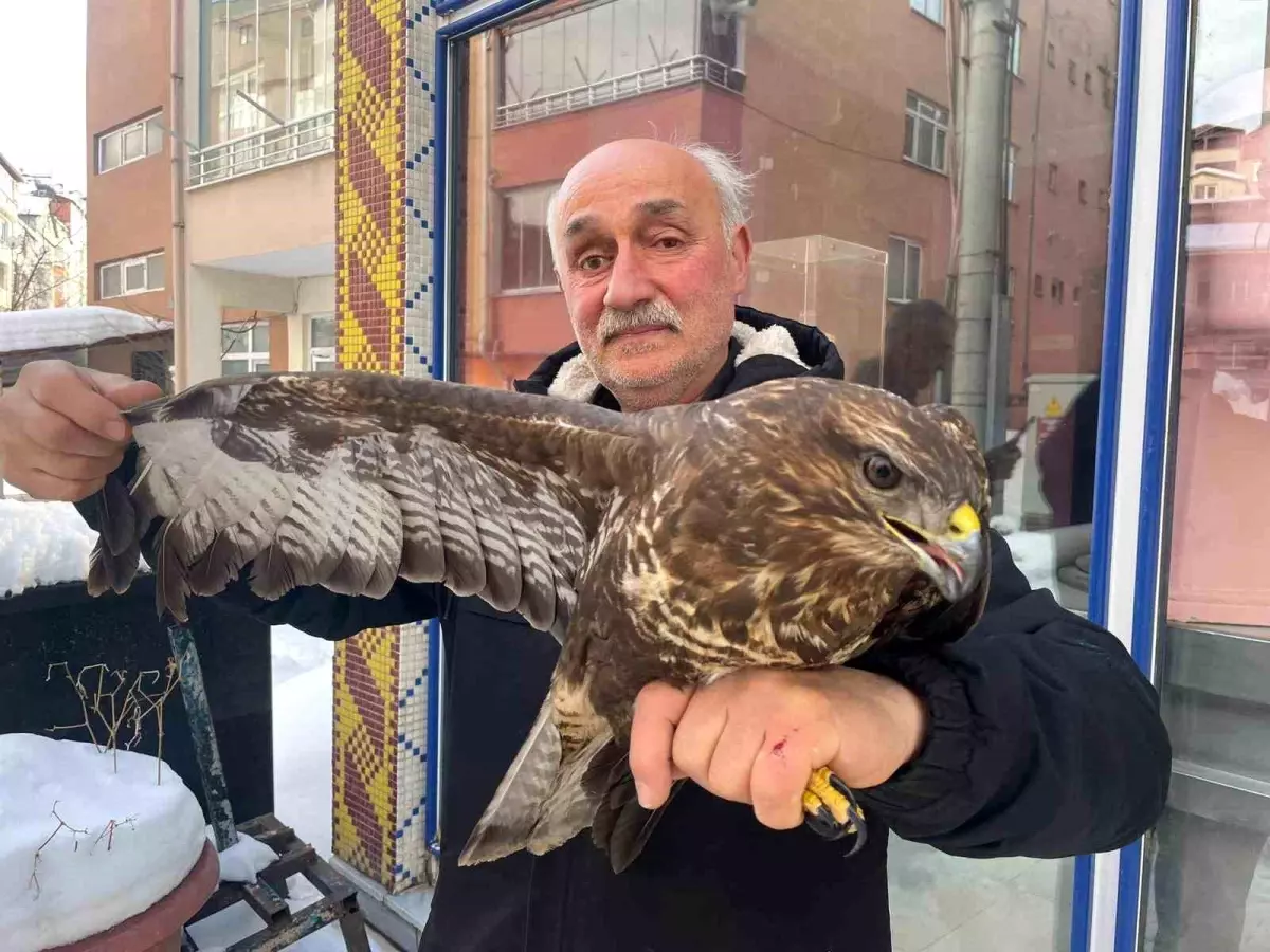 Yaralı Boz Şahin Korgan\'da Bulundu