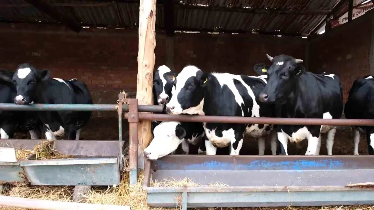 Besi Projesi Amasya\'da Başladı