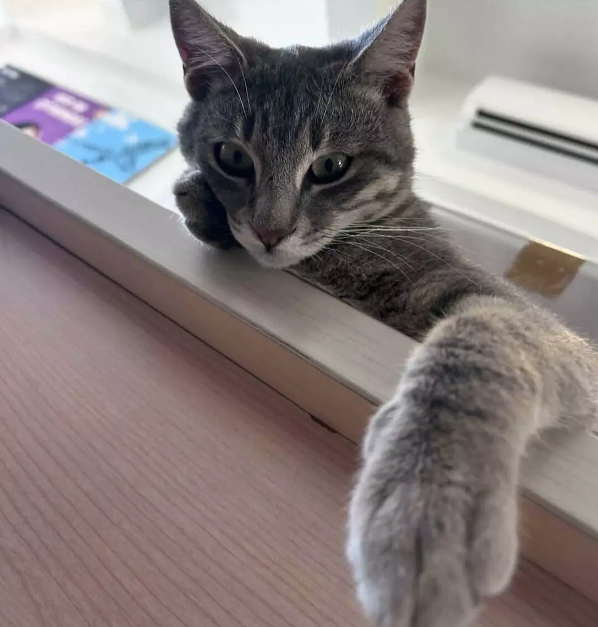 Bodrum\'da \'Duman\' Kedisi Ölü Bulundu