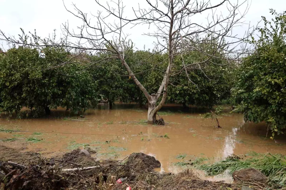 Kuşadası\'nda bahçeler göle döndü, ağaçlar sular altında kaldı