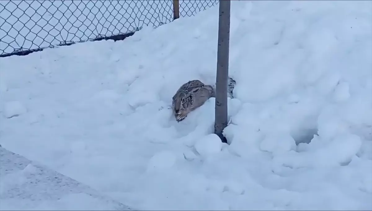Yabani Tavşan Okul Bahçesinde Görüntülendi