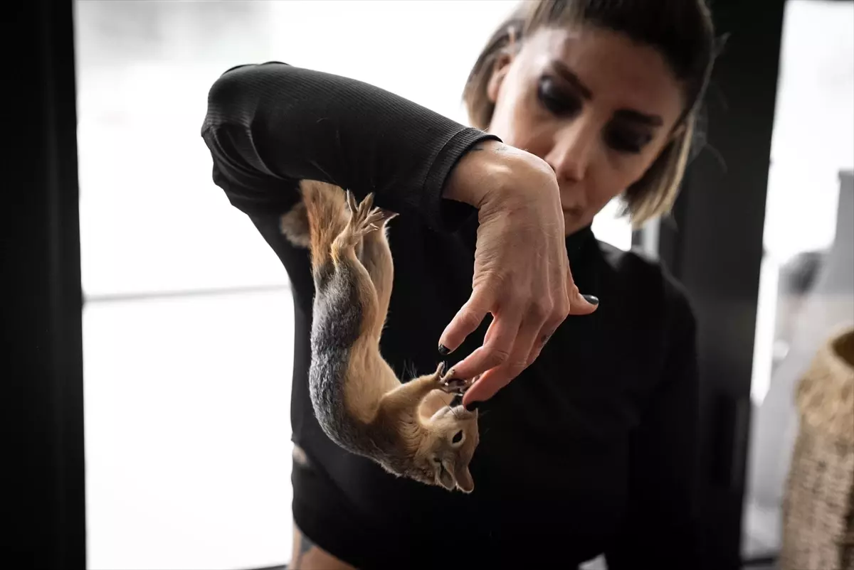 Sincap Yoda Doğaya Dönüş İçin Eğitiliyor