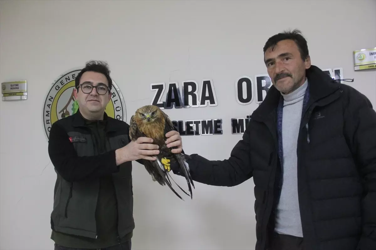 Zara\'da Kızıl Şahin\'e Esnaf Sahip Çıktı