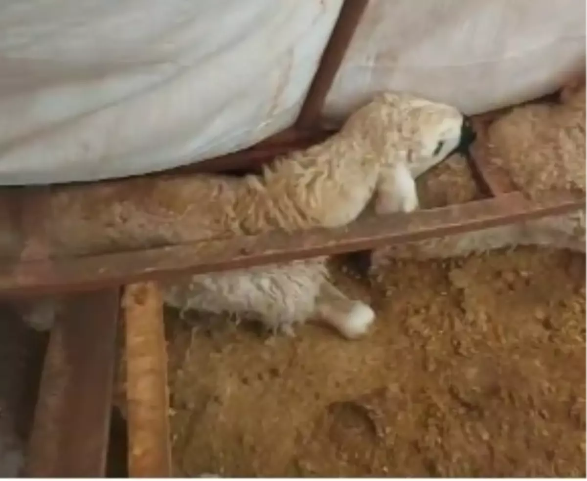 Hafik\'te Kar Yağışı Hayvanları Vurdu