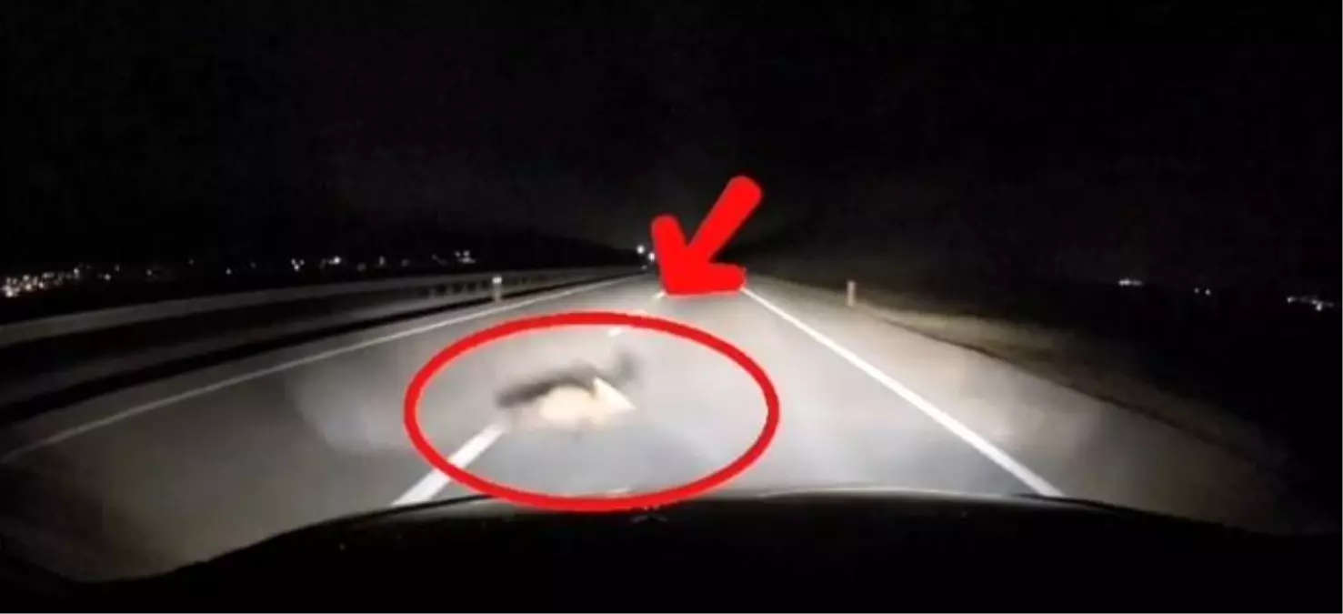 Tilkiye çarpan sürücüden kazayı önleme refleksi