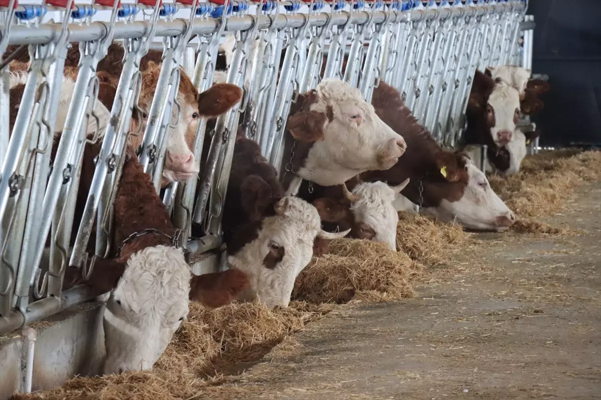 Genç Girişimciden Modern Hayvancılık Yatırımı