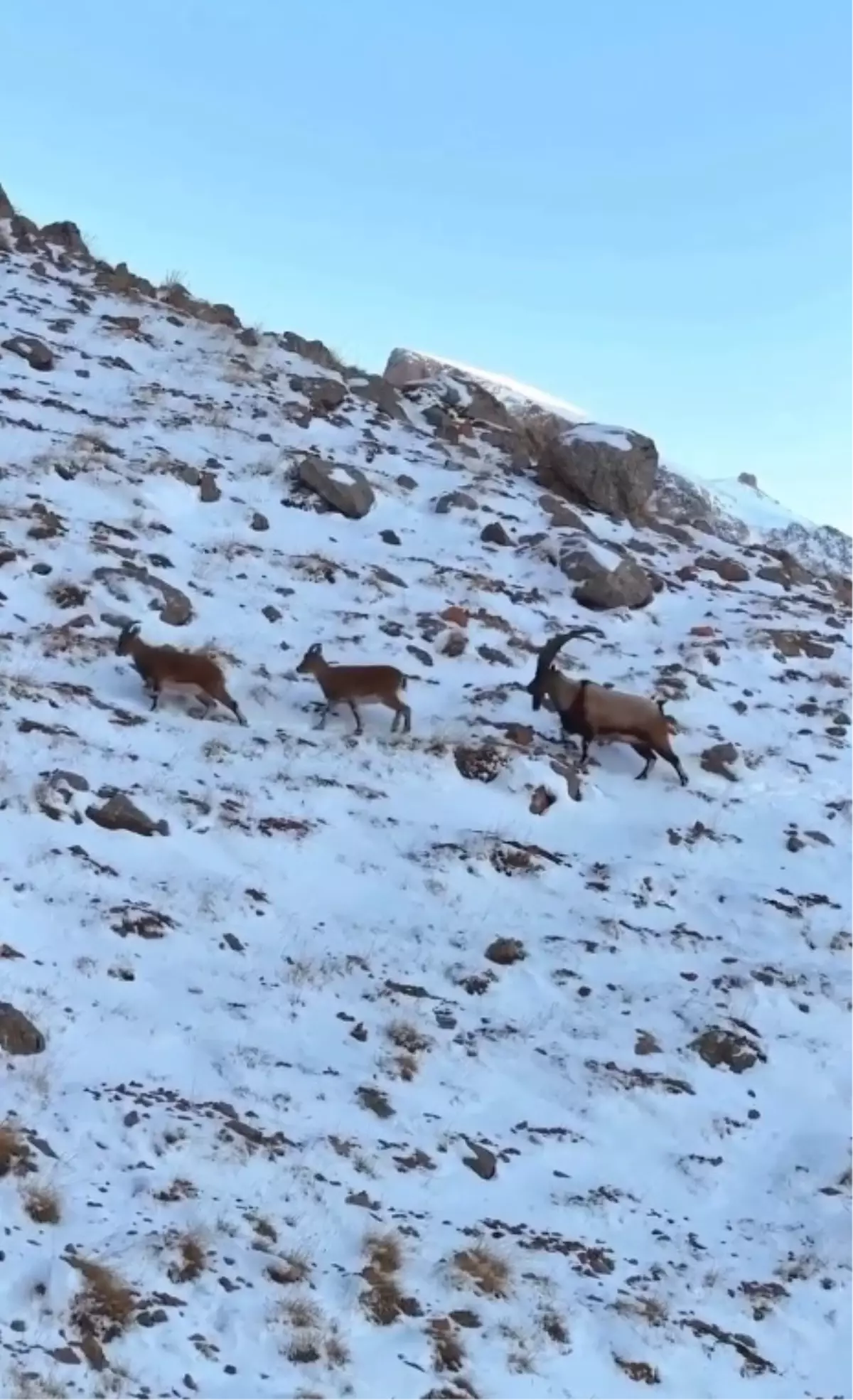 Yaban Keçileri Dronla Görüntülendi
