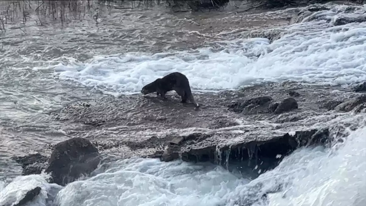 Uludere\'de Nesli Tükenme Tehlikesindeki Su Samuru Görüntülendi
