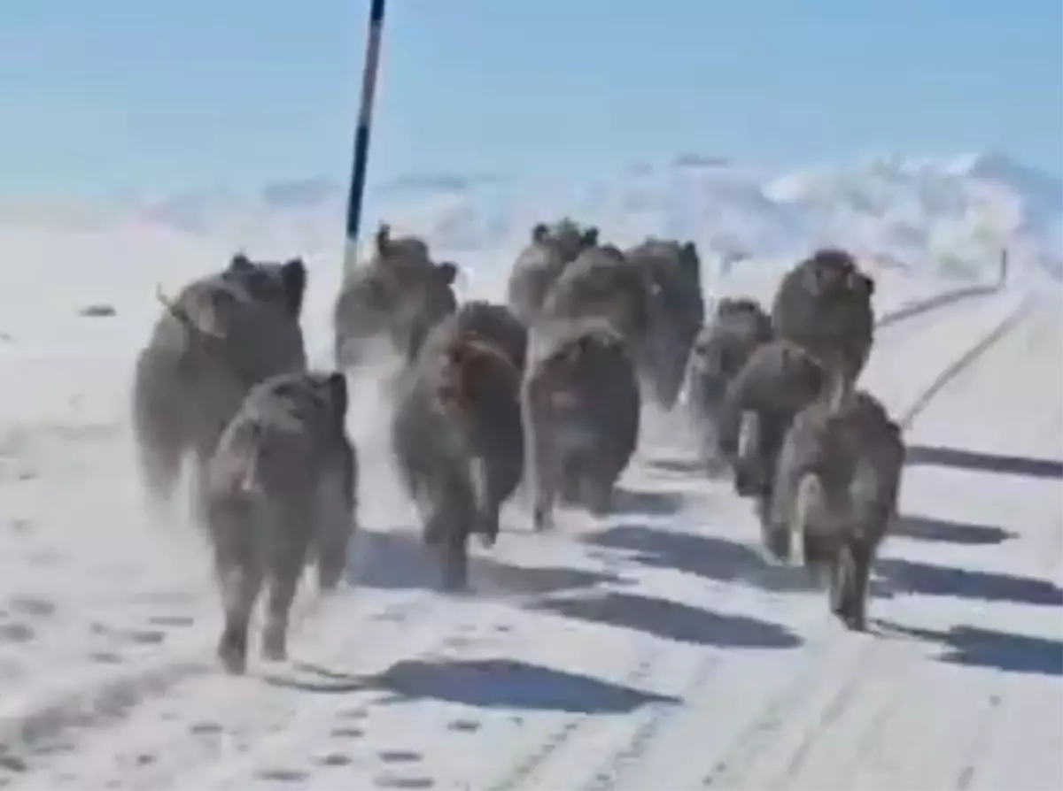 Yaban Domuzları Kırsala İndi