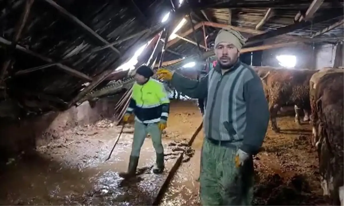 Sivas\'ta Ahır Çöktü, İnekler Kurtarıldı