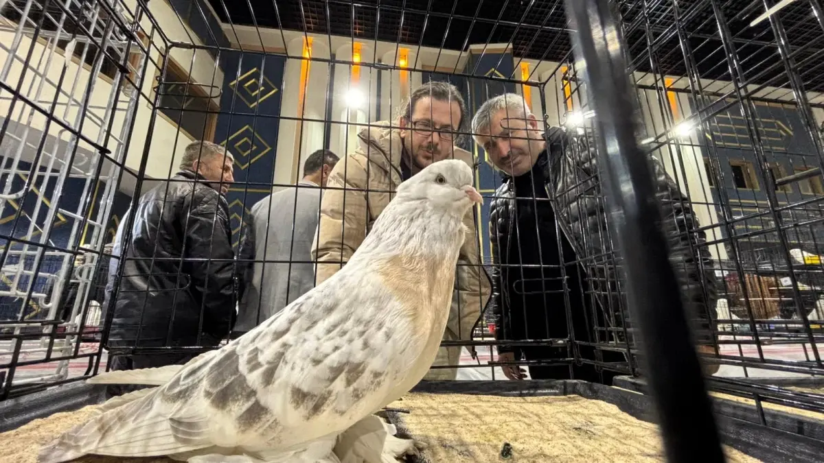 Şebap Güvercin Festivali\'nde Rekor İlgi