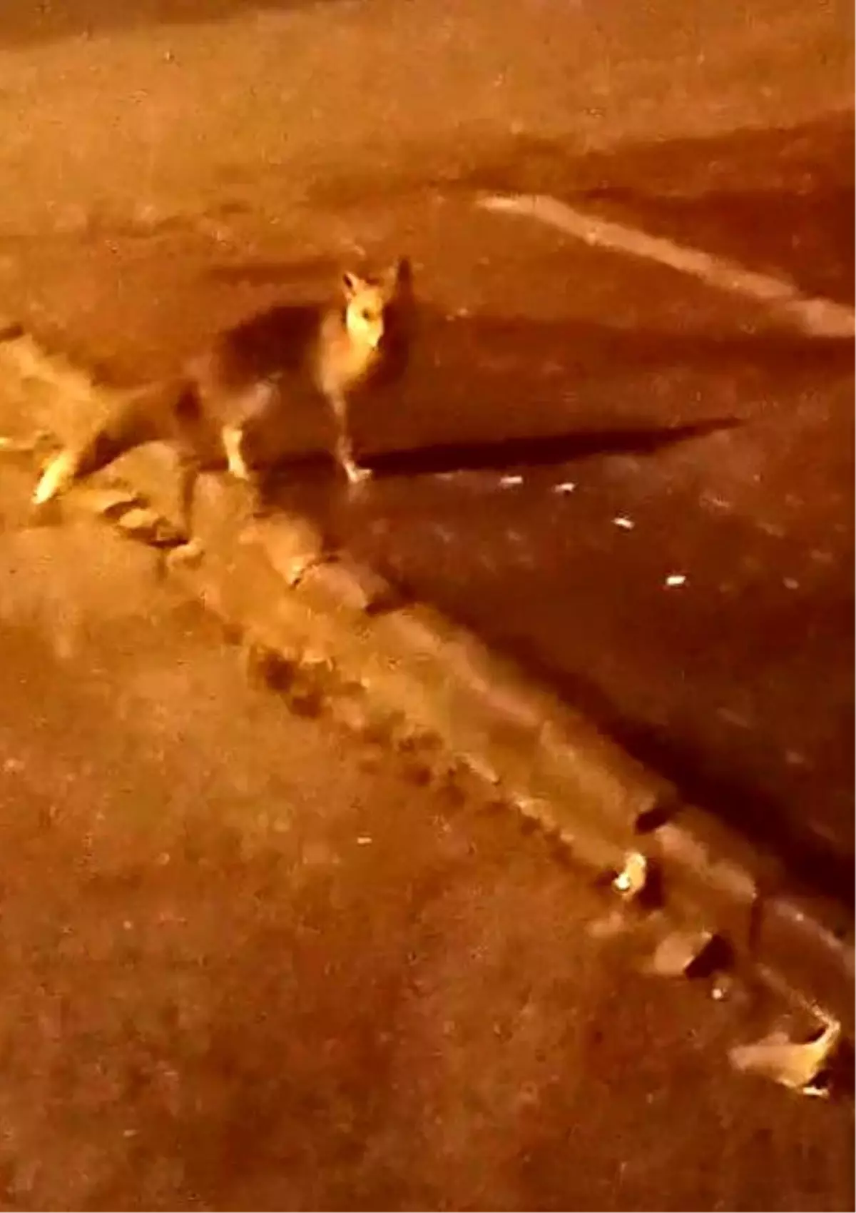 Elmadağ\'da Aç Tilkiler Şehir Merkezine İndi