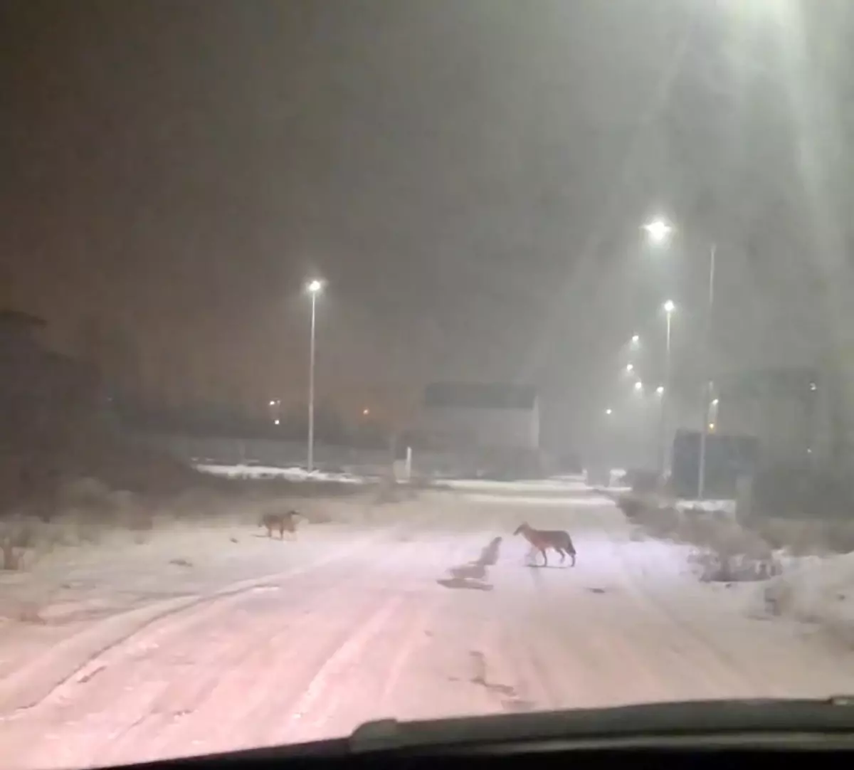 Iğdır\'da Kurtlar Yerleşim Alanlarına İndi