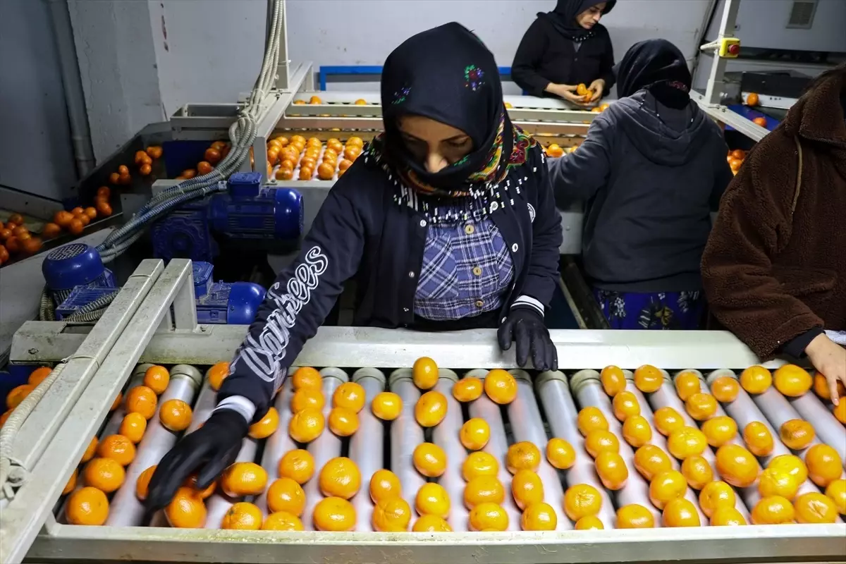 Türkiye\'nin Narenciye İhracatı Yüzde 41 Arttı