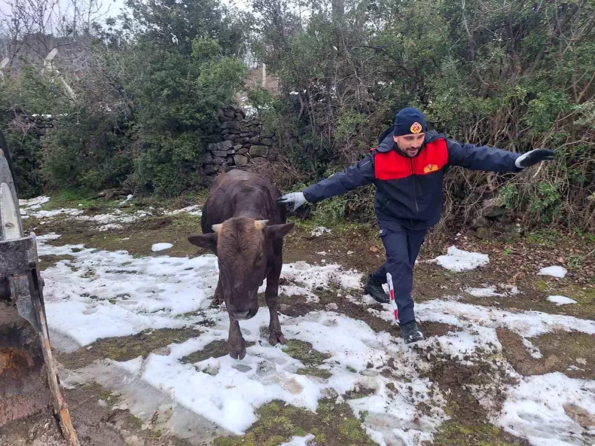 İtfaiye, Su Kuyusuna Düşen İneği Kurtardı