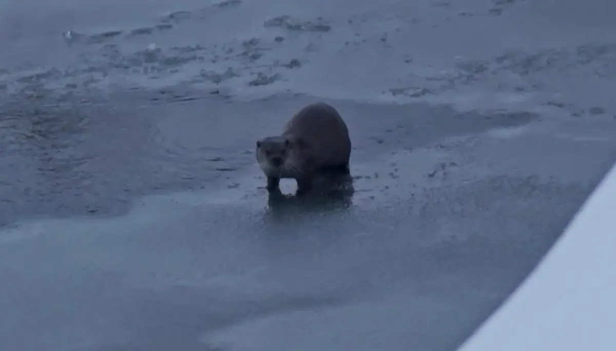 Yüksekova\'da Nesli Tehlikedeki Su Samuru Görüntülendi