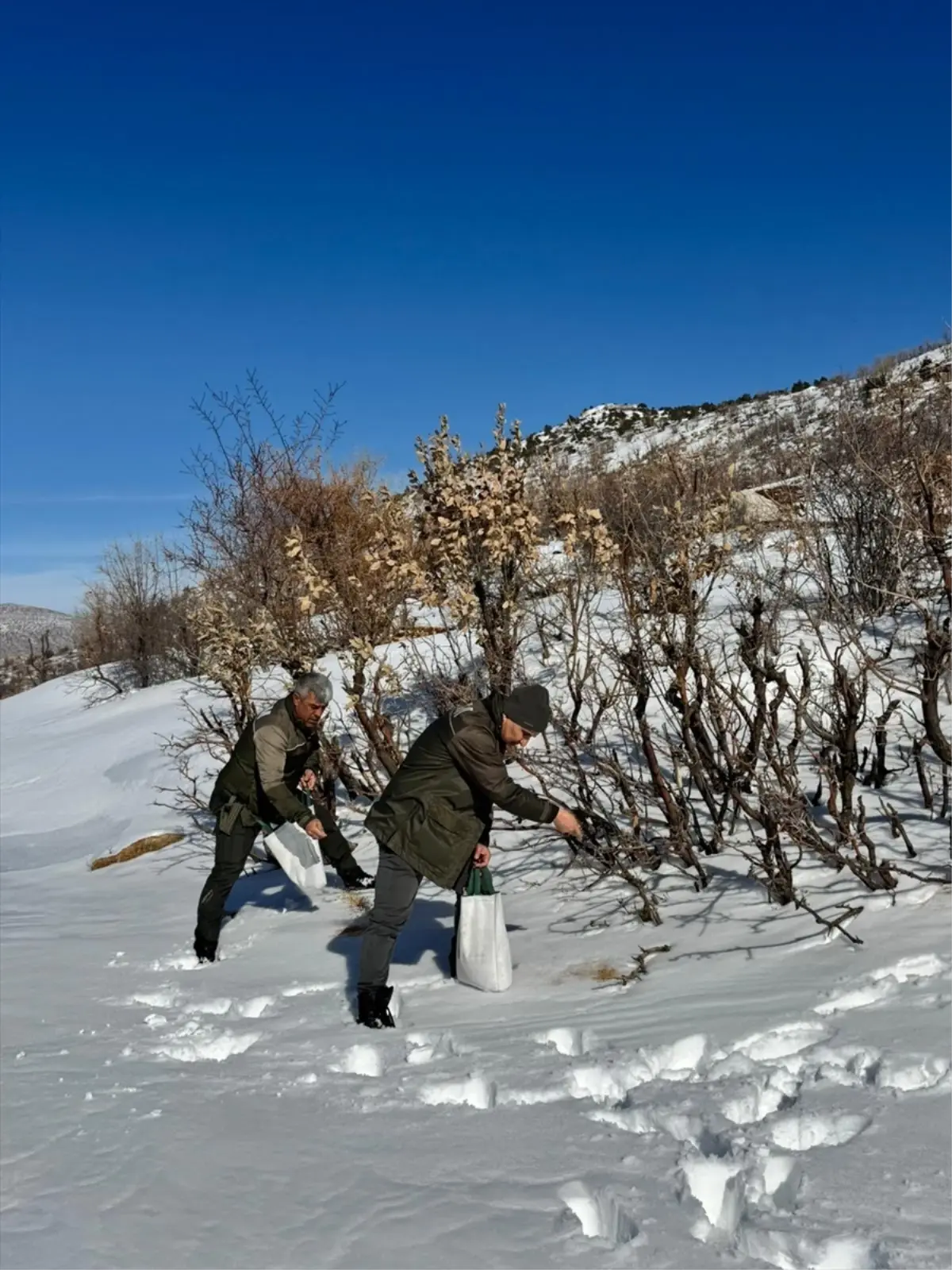 Gercüş\'te Kuşlar İçin Yem Bırakıldı