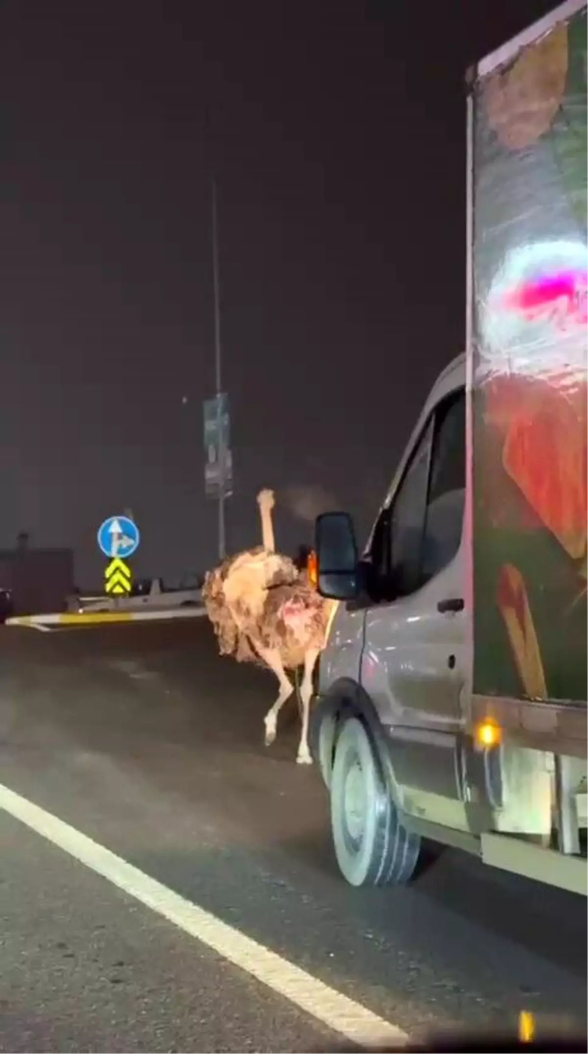 Deve kuşu trafiği altüst etti