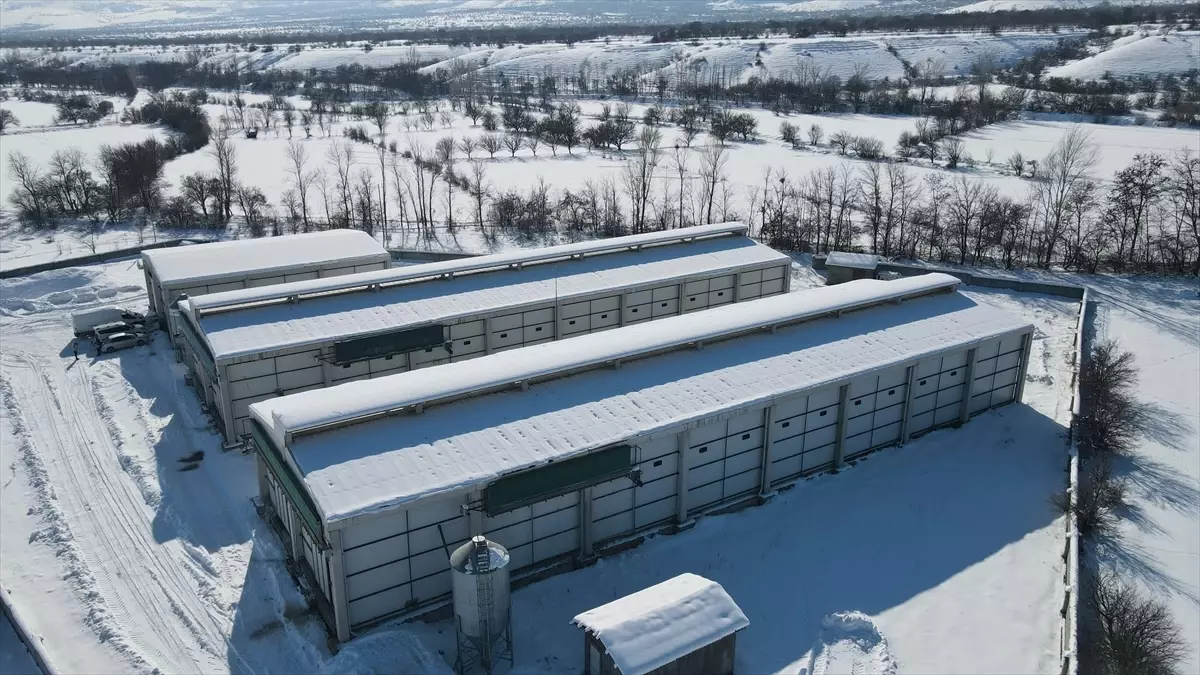 Erzincan\'da AB Standartlarında Yumurtacılık