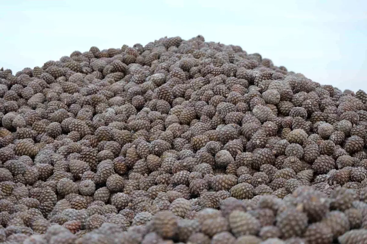 Künar Hasadı Zor Şartlarda Başladı