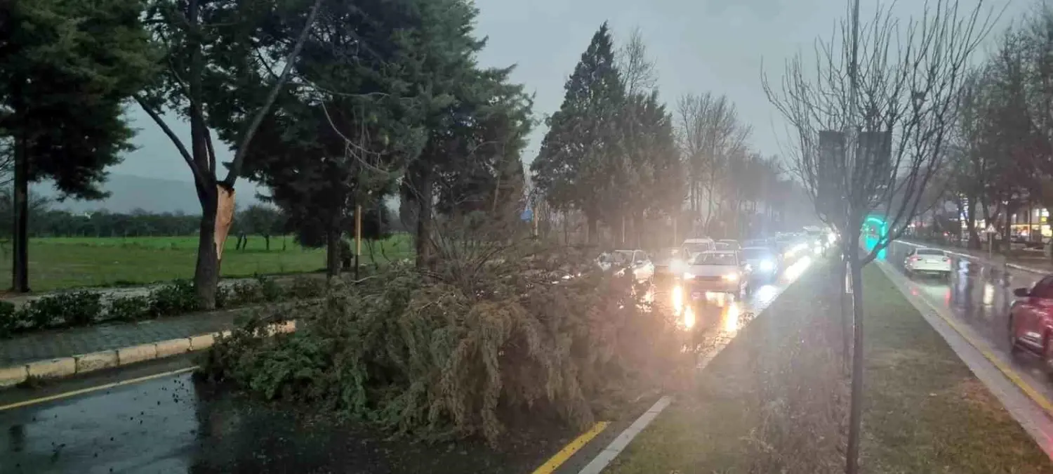 Menteşe\'de şiddetli Fırtınada ağaç devrildi, trafik durdu