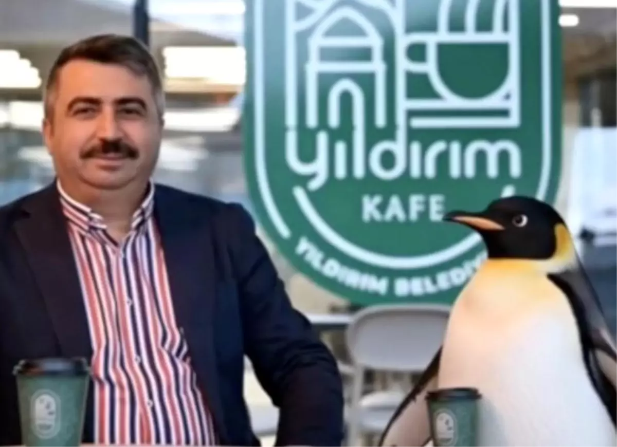 Penguen sürüden ayrılırken belediyeler boş durmadı