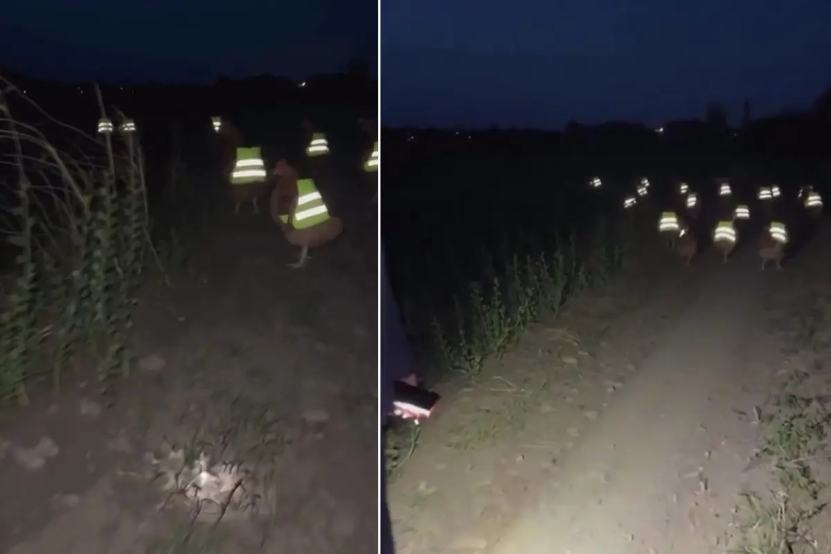 Süreli kayboluyorlardı, çareyi bu taktikte buldu