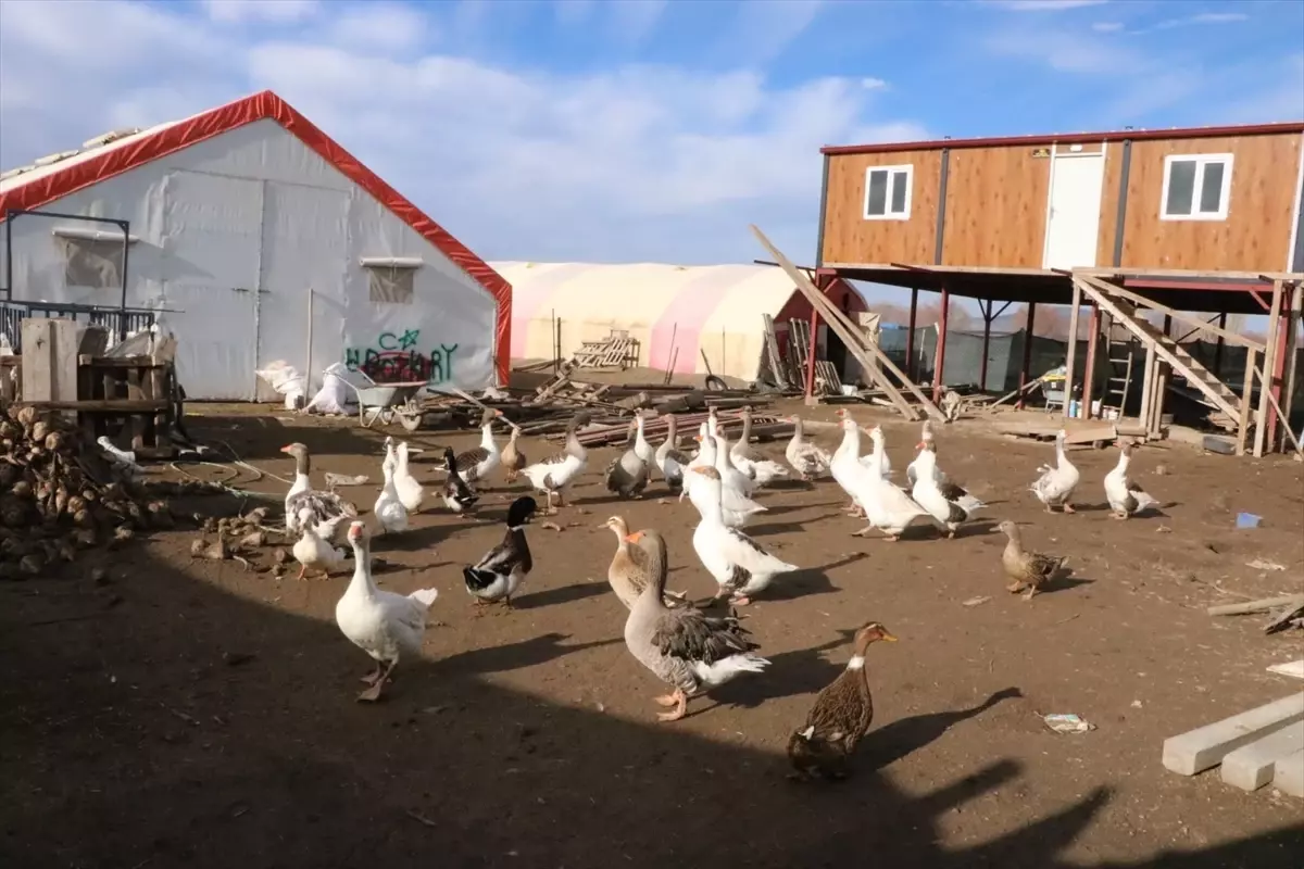 Kaz Yetiştiriciliği ile Geçim Sağlayan Köy