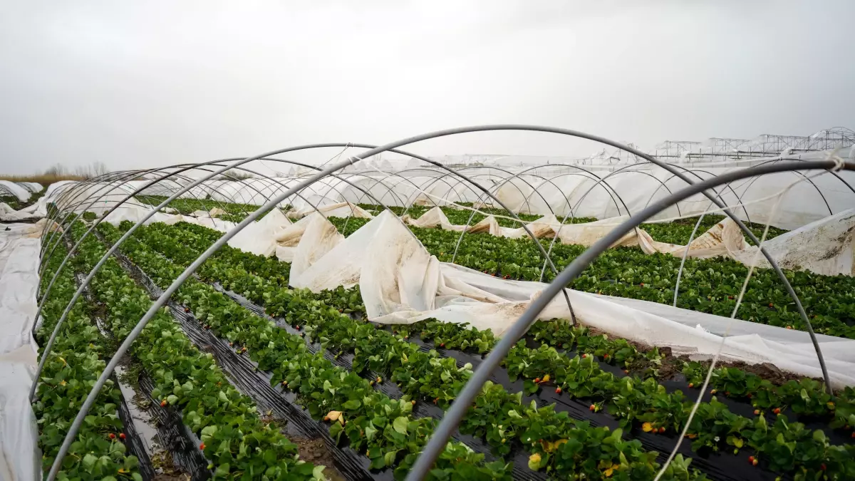 Hortum Serik\'te Zarar Verdi