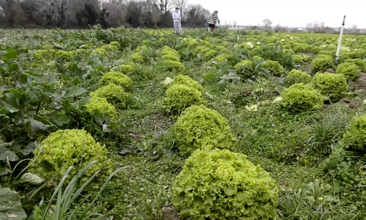 Bafra\'da Marul Fiyatları Düşüşte