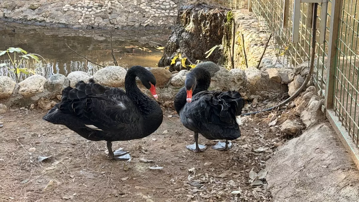 Siyah Kuğular Kuluçkaya Yattı