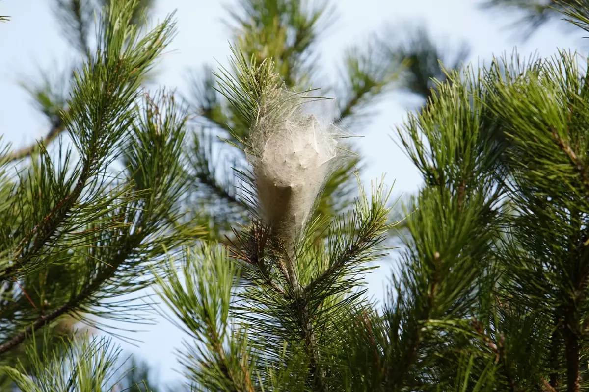 Samsun\'daki tüm ormanları sardı, temas edende alerjiye yol açtı