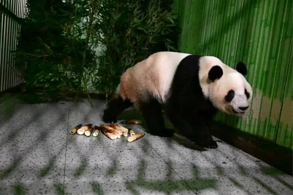 Japonya, Pandasız Kaldı