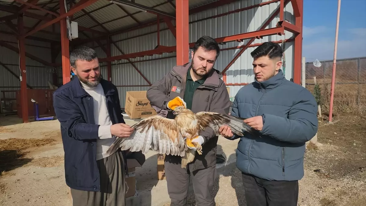 Yaralı Kızıl Şahin Tedaviye Alındı