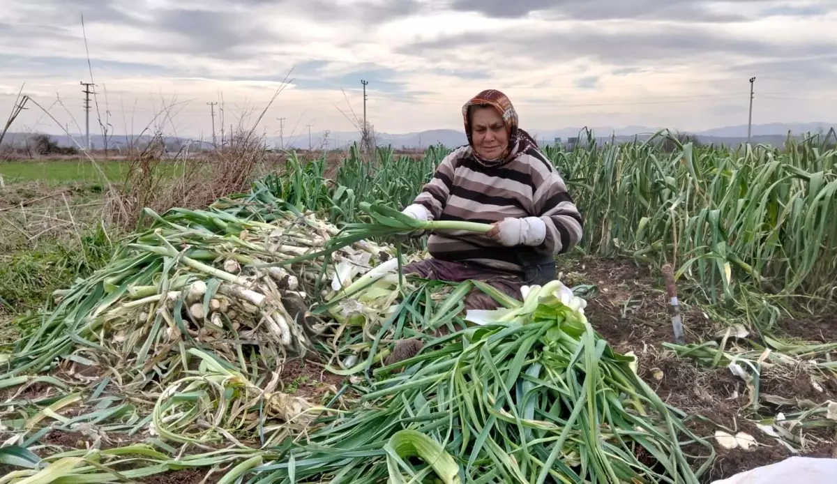 Bafra\'da Pırasa Bolluğu, Fiyatları Düşürüyor