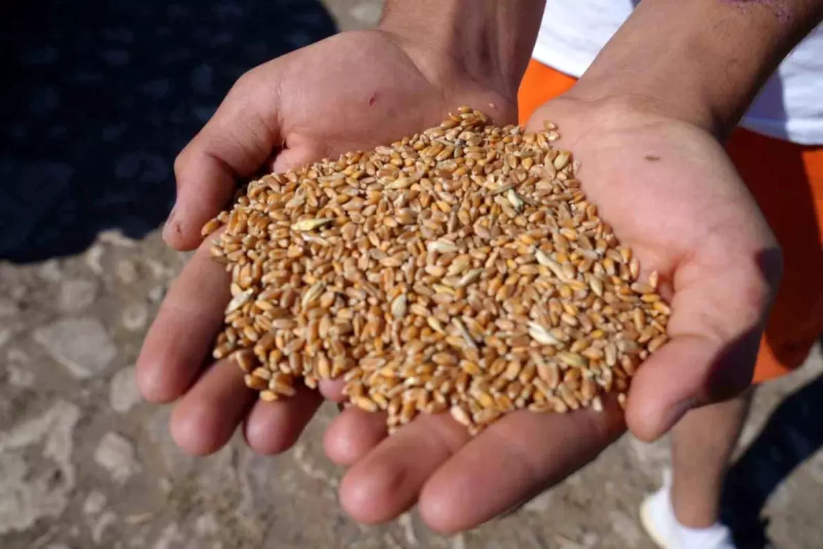 Bayburt\'ta Yem Desteği Projesi