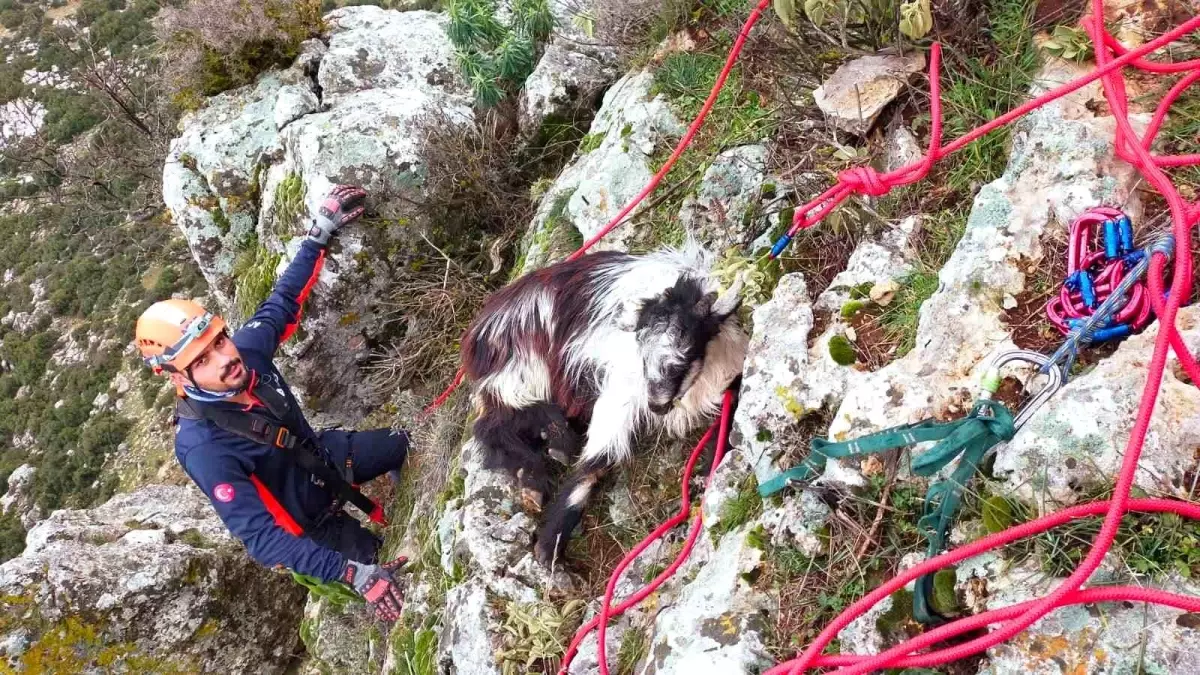 Mahsur Keçi Ekiplerce Kurtarıldı