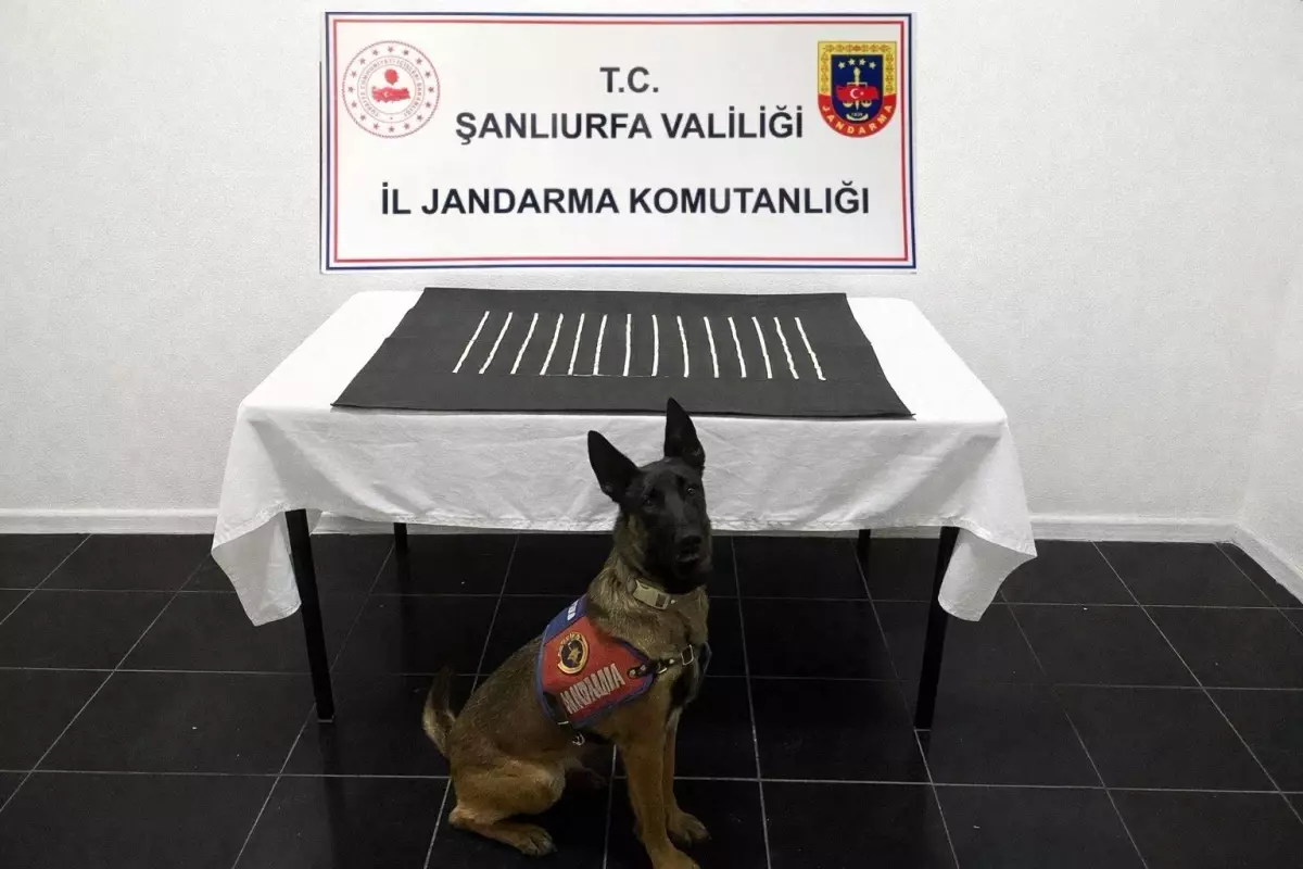 Harran\'da Uyuşturucu Operasyonu: 2 Gözaltı