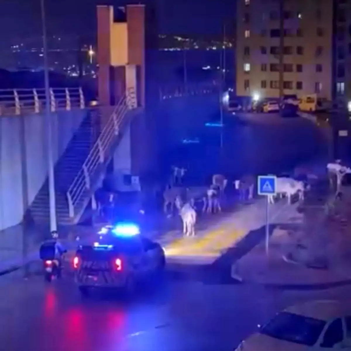 İneklere \'Dağılın\' Anonsu Gülümsetti