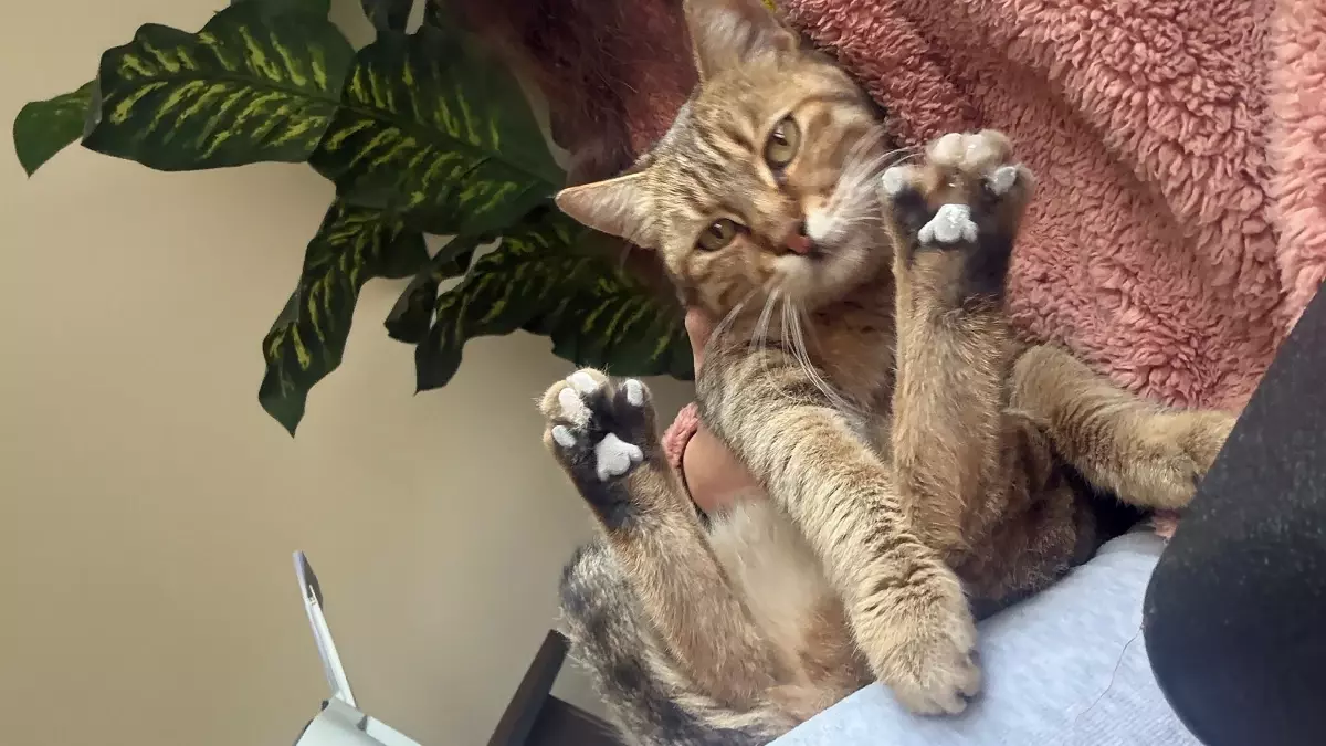 Kamyonetiyle kediyi ezen sürücüye 1 ay hayvan barınağında çalışma cezası