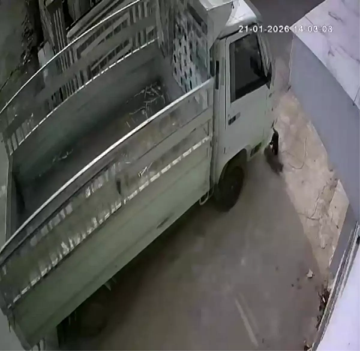 Adana\'da Kedi Ezme Olayı