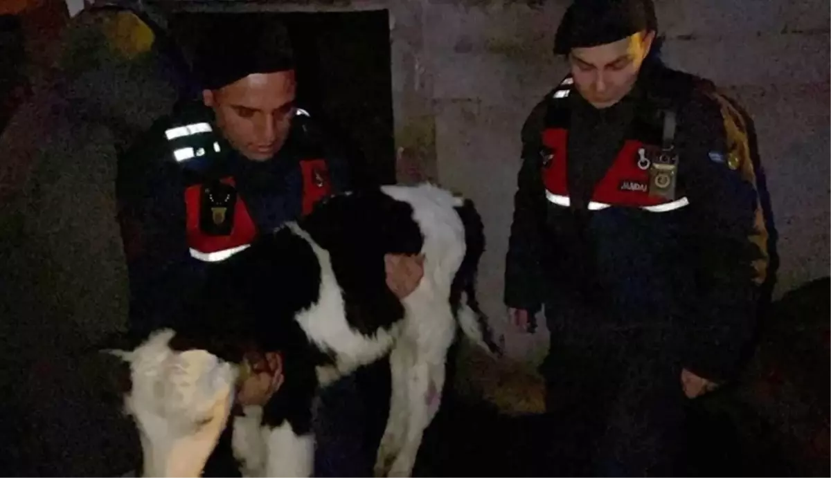 Buzağı Hırsızları Yakalandı