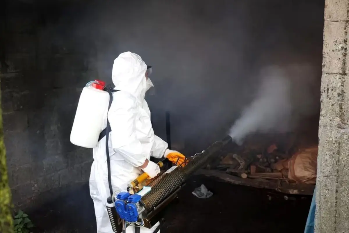 Ordu\'da kahverengi kokarcaya karşı 300 binden fazla kışlak ilaçlanıyor