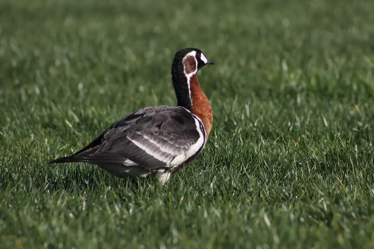 Rize\'de Nadir Sibirya Kazı Görüntülendi