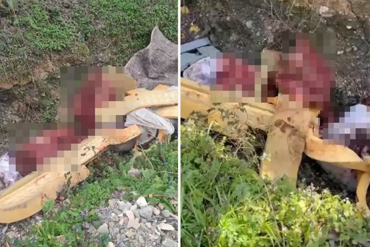 Sakarya\'da çalılık alana hayvan kemiği attığı tespit edilen 2 şüpheli yakalandı